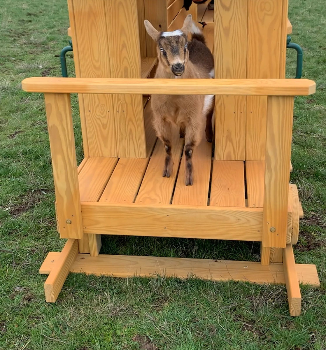 Goat standing on the caboose of a train playground set